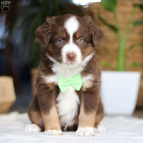 Roo, Miniature Australian Shepherd Puppy